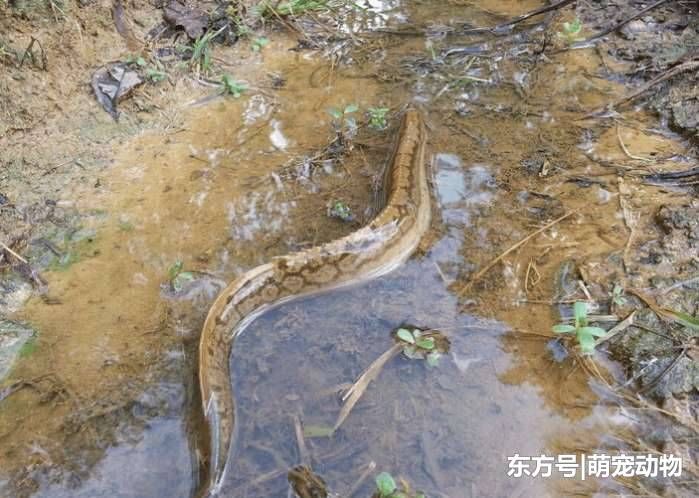 随身带把刀的鱼, 听说有毒不敢吃, 现在百元一