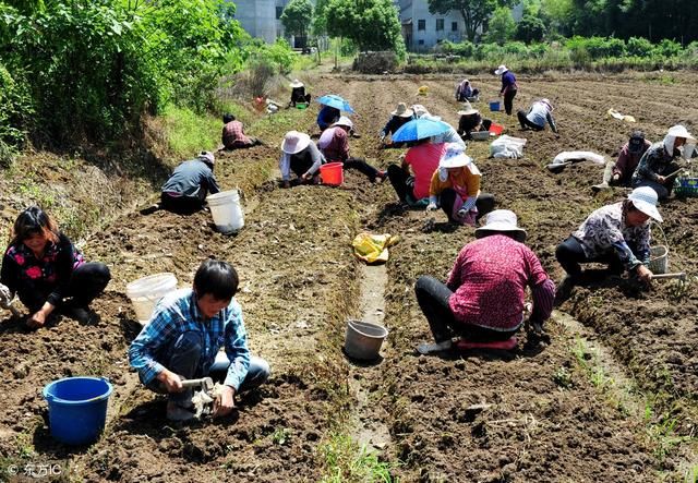 好消息在外打工不种地也能领补贴的农民,最高
