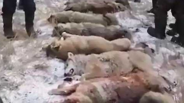 羊群遭狼群袭击 村民猎杀10头狼还表演生吃狼肝