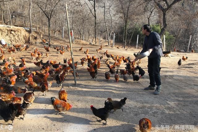 散养鸡成活率提高措施,生态散养效益高,适合农
