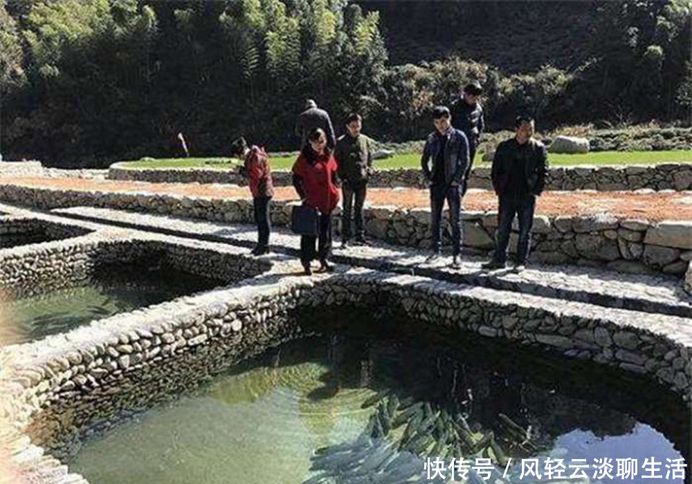 这厉害了,农民不用鱼塘养草鱼, 80块1斤还供不