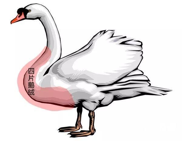 你花1万买的加拿大鹅已成烂街货!这件20000多