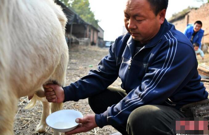 河北一公羊妻妾成群 每日竟产奶400g 河北一公羊妻妾成群 每日竟产奶400g