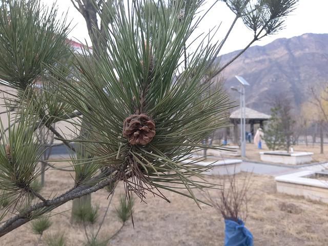 魅蓝S6 评测 三星低端处理器果然还是不行