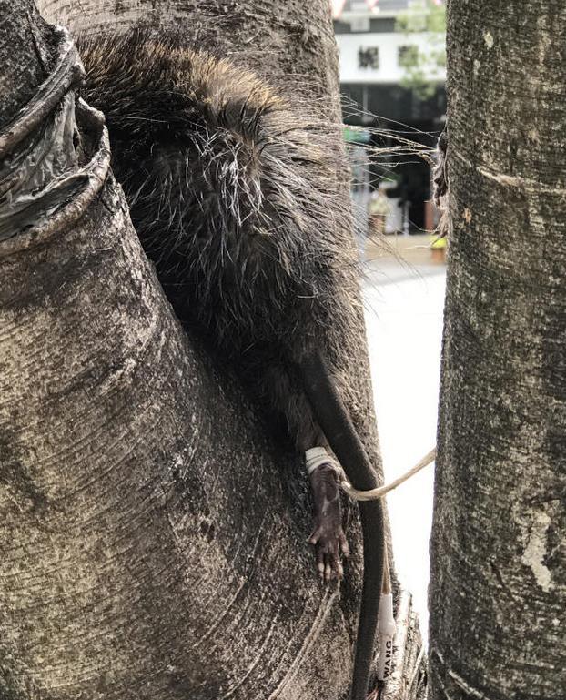 在将这只老鼠吊起来量一量时,不由得让在场围观的人倒吸了一口气,有的