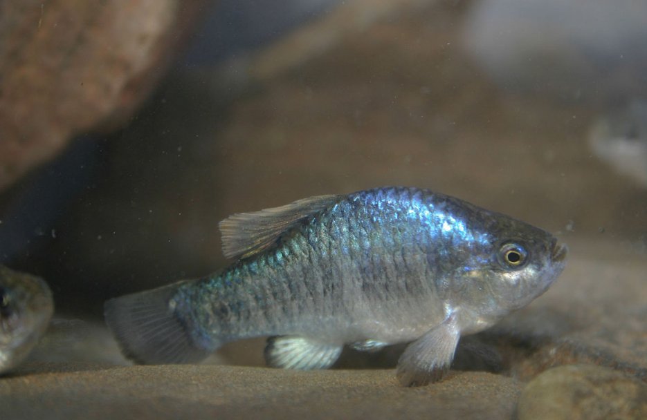 繁衍生息了6万多年的魔鳉,被人类发现不久全世界只剩下不到30条