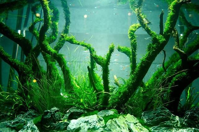 新手入门和草缸造景需要什么设备?水草沉木底