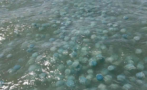 海面上飘满蓝色球体,来往游客伸手捞起,果断选择打包带走!到底是什么?