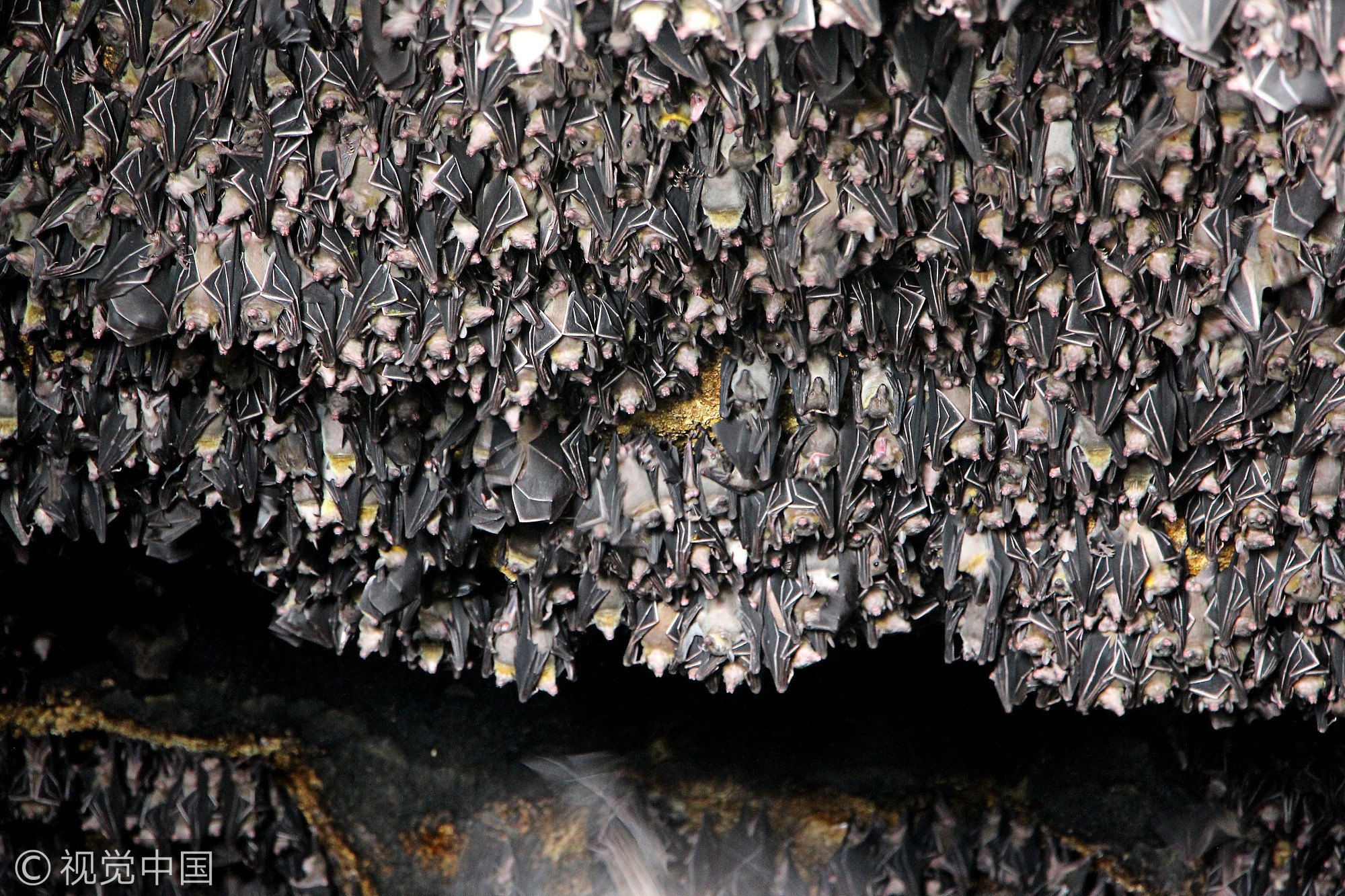 2006年,蒙特福特洞因居住有180万只蝙蝠而入选吉尼斯世界记录,但现