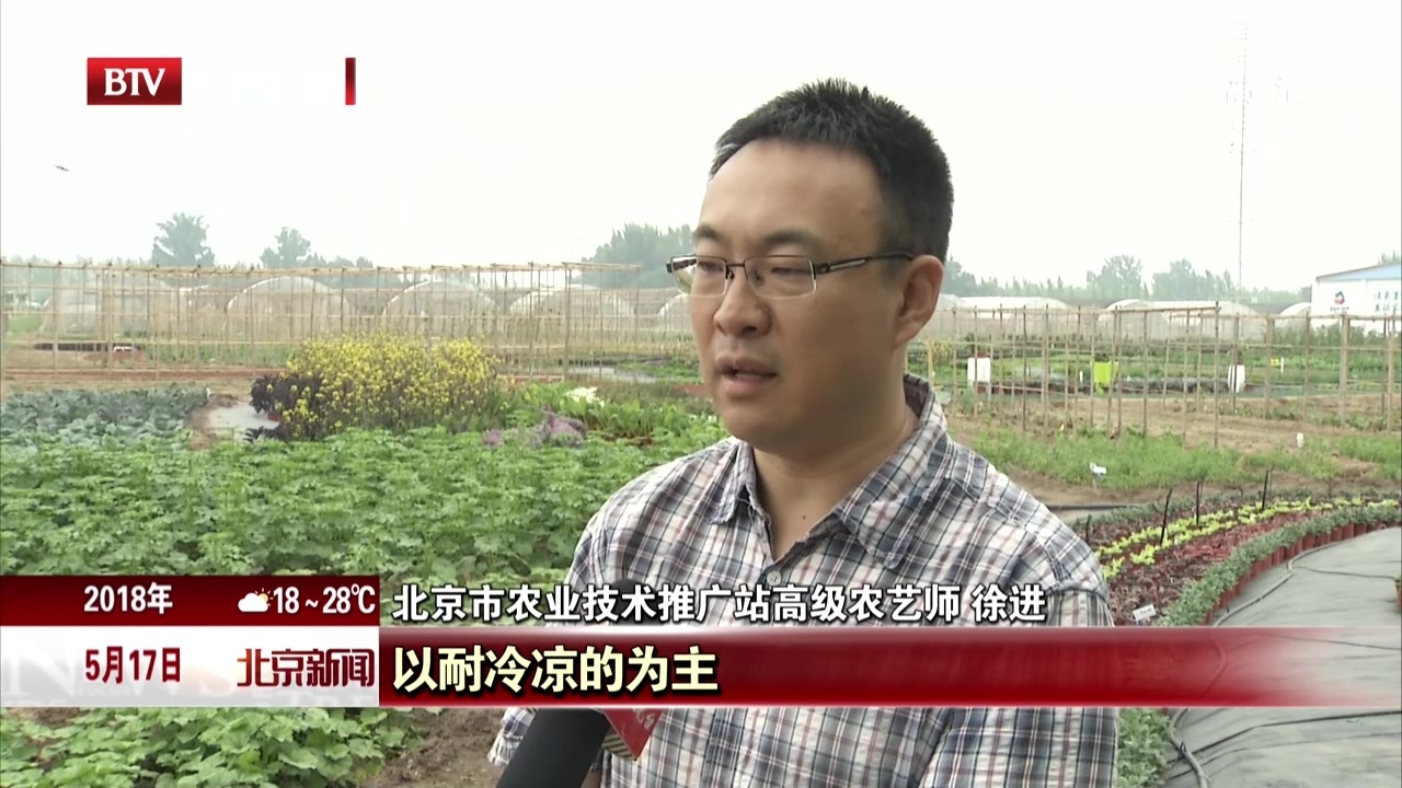 世园会百蔬园预展开始 室外百种蔬菜“拼颜值” 世园会百蔬园预展开始 室外百种蔬菜“拼颜值”