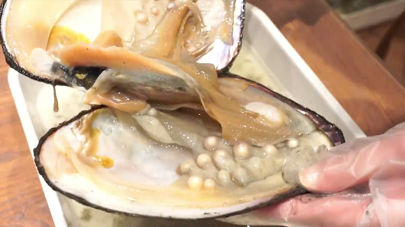 开蚌取珠 淘珍珠还能这么玩 开蚌取珠 淘珍珠还能这么玩