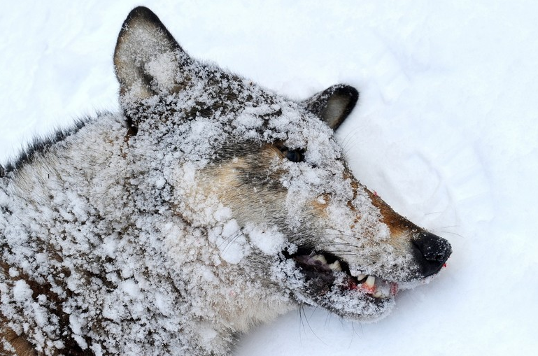 闻风丧胆!探访白俄罗斯捕狼人的日常