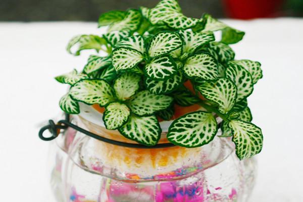 水培网纹草,守护处女座 水培网纹草,守护处女座