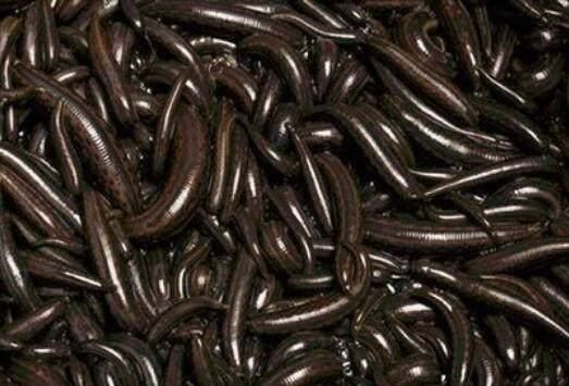 日军女间谍被抓后死不说,军统拿出一样刑具,女