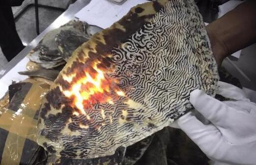 令人唏嘘!海关查获玳瑁原只背甲片 246只玳瑁惨死