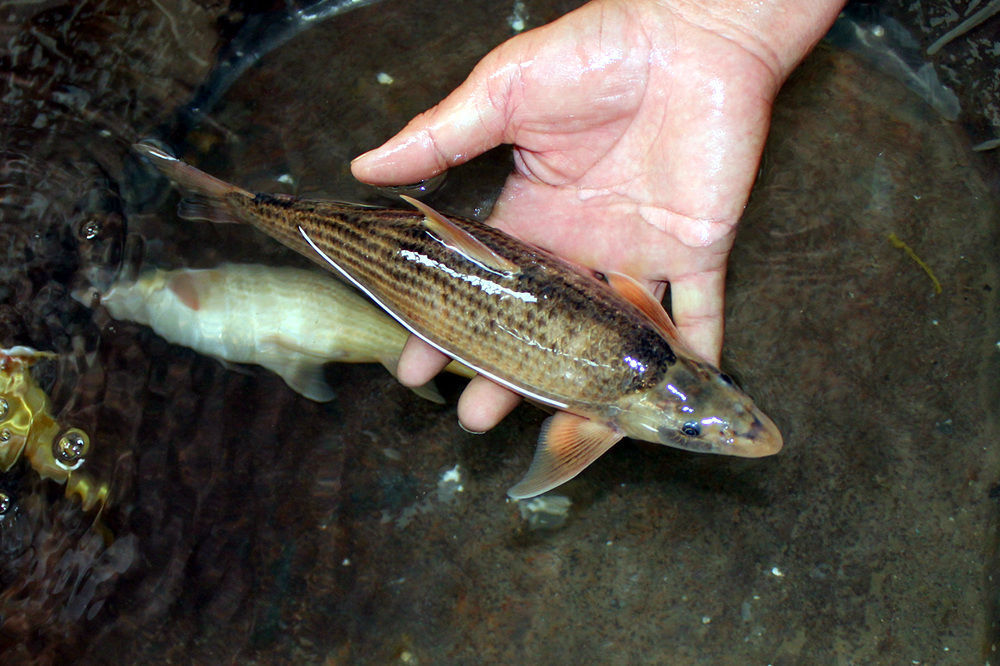罕见!国家濒危二级保护鱼类北方铜鱼现身东阿