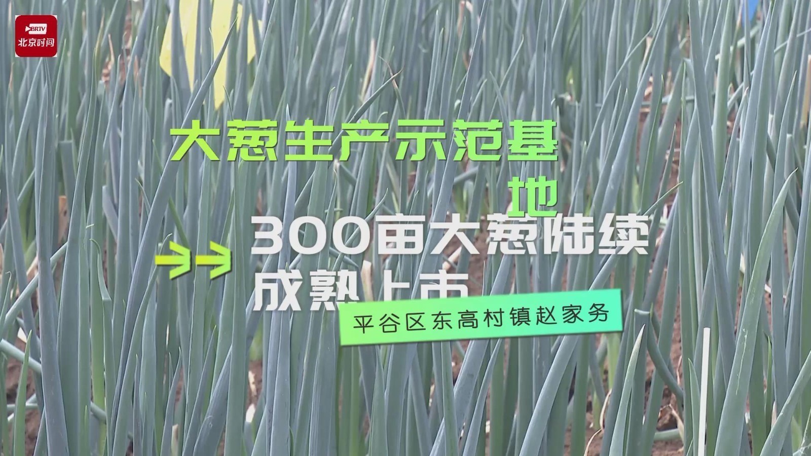 平谷区赵家务村300亩大葱陆续成熟上市