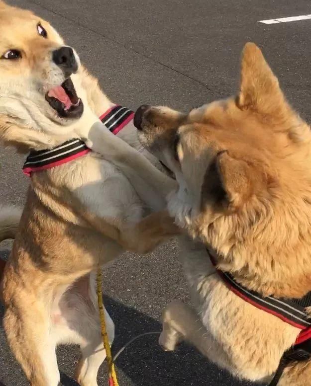 塑料花姐妹情算什么, 人家这可是仙人掌般刺激