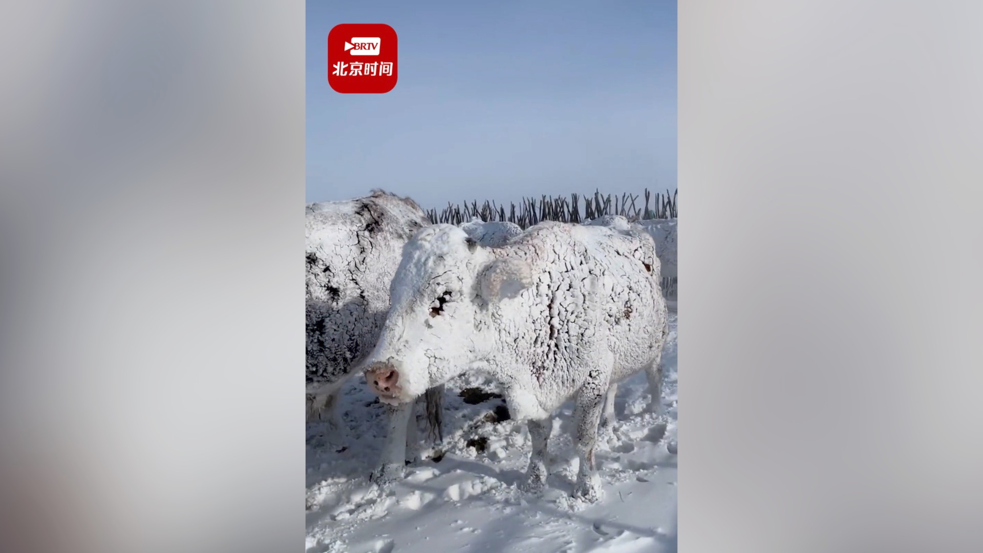 呼伦贝尔零下20度暴风雪里牧民圈牛 牧民：三月飞雪很正常，牛已习惯