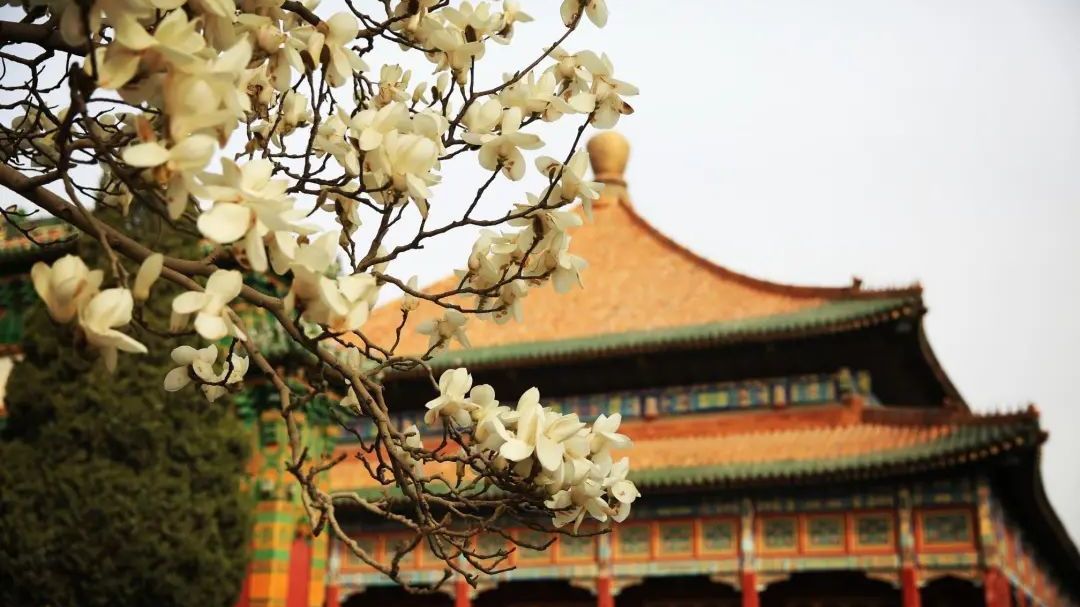 赏花地图来了！周末，北京这些公园花开满园、春景正盛——