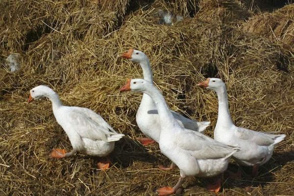 农村里的家禽之王,养的大鹅能当狗用