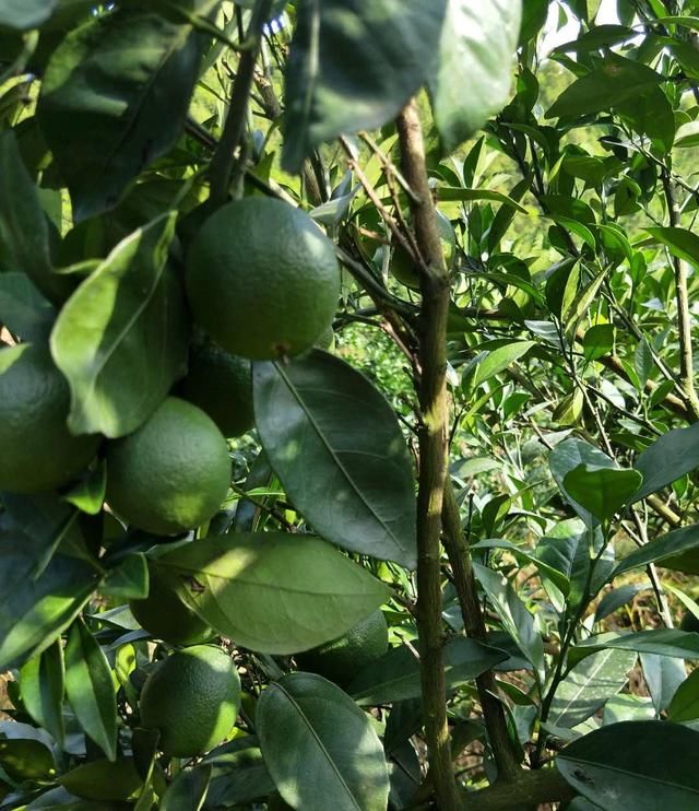 一个关于赣南脐橙的小学生作文,写的太好了!