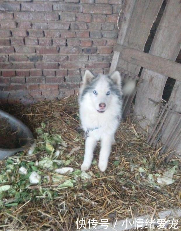给哈士奇吃剩菜剩饭遭网友批斗,主人坚持己见