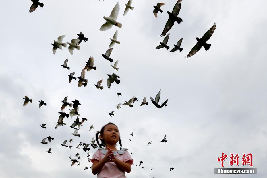 9月2日,厦门市民在白鹭洲公园休闲玩耍。金砖国家领导人第九次会晤将于9月3日至5日在厦门举行。 中新社记者 杜洋 摄