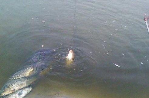 新手钓鱼应该怎么看漂提竿?掌握这三个技巧秒