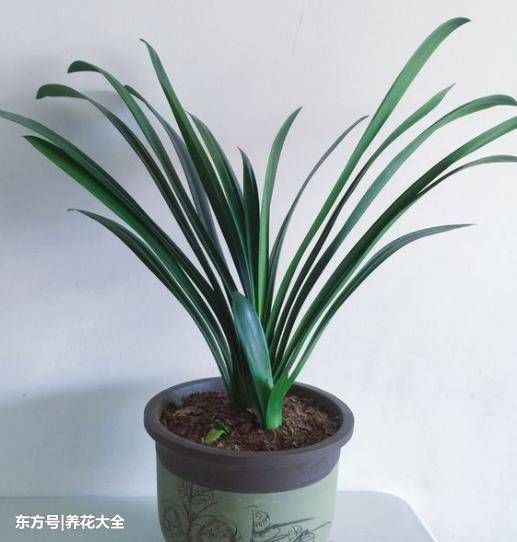 吃剩的西瓜皮别扔,拿来养花,以后再也不用买花