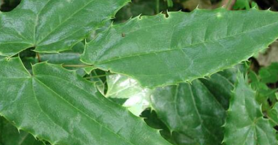巫山淫羊藿,别名:三枝九叶草,仙灵脾,牛角花,三叉风,羊角风,三角莲.