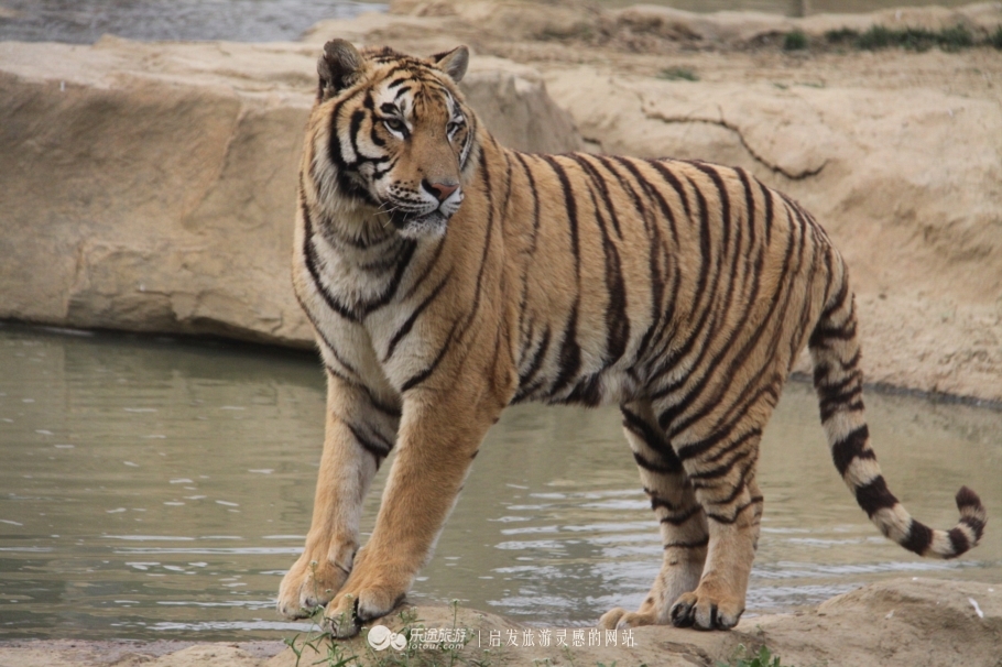 在淹城野生动物世界，与虎狼零距离共舞
