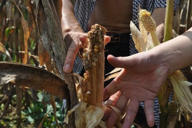 农业部:2018年要减少水稻玉米小麦种植面积,粮