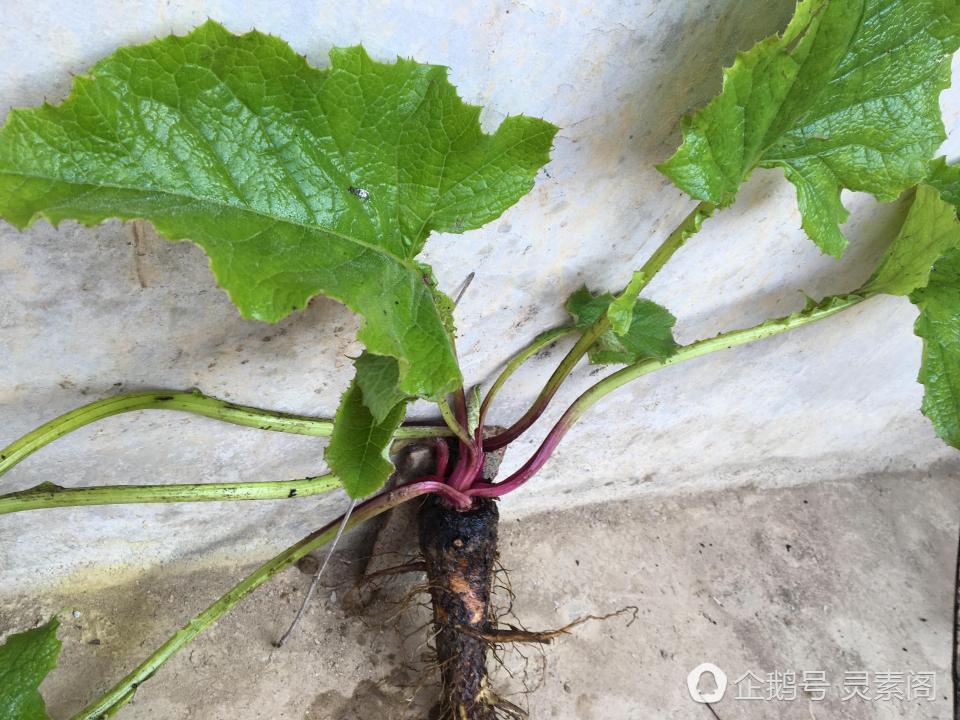 云木香是菊目,菊科,风毛菊属的多年生高大草本,高度可达一两米.