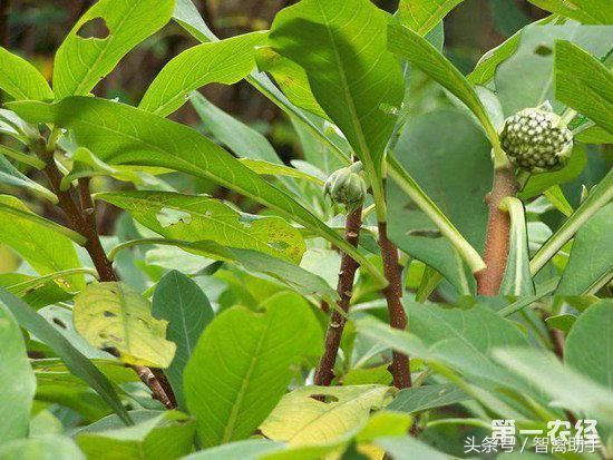 綠蘿花茶是什麼植物?是綠蘿開的花嗎