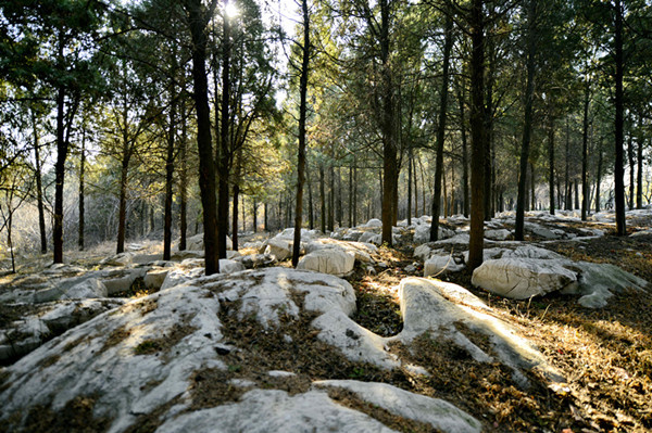 【中国梦·实践者】山东原山:60年打造的绿色丰碑 【中国梦·实践者】山东原山:60年打造的绿色丰碑