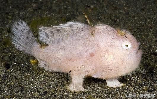 深海1万米巨型生物