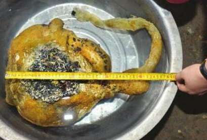 自从被梁思俊钓起来后，这个“怪物”就成了远近闻名的“明星”，不仅左邻右舍争着来看热闹，还惊动了其他村的村民。9月29日，梁思俊一家一整天几乎都没闲下来，队上的、镇上的，认识的、不认识的把这个不到30平方米的小院子堵得水泄不通。就连住在八队的90多岁的婆婆也来看稀奇，“活了这么多年，第一次看到这个东西。”大家如同见到明星般，拿出手机一个劲儿地拍照。“胆大”的会伸出手去摸一摸，然后旁边的人立马上前询问触感如何。“昨天来了不下500人，走了一批又来一批，整得我午饭都没吃成。”梁思俊的母亲周女士说，直到晚上9点，家里才安静了下来，“过年都没这么热闹”。