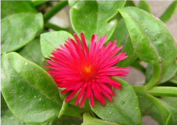 清肝明目的红花菜,红花亦可入菜,红花菜的食疗功效