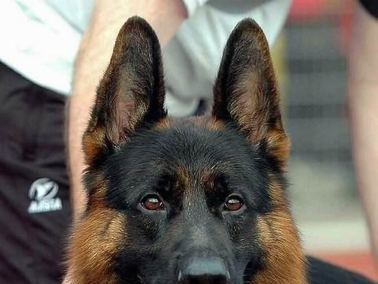 狗真的能看得见鬼吗?狗狗敏锐的感知器官来告