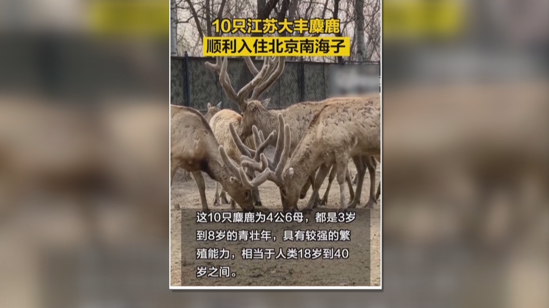 北京：10只江苏大丰麋鹿顺利入住南海子公园