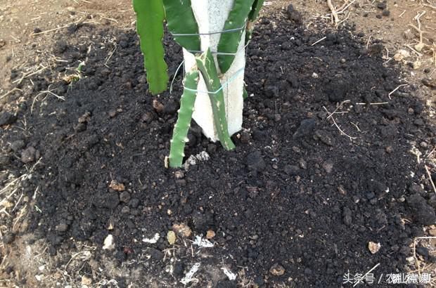 火龙果开花结果期要增施钾、镁肥!否则容易甜