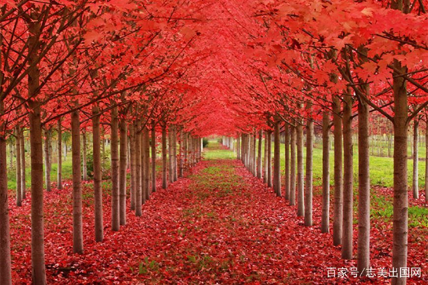 加拿大旅游签证材料已交了4周,着急用护照怎么