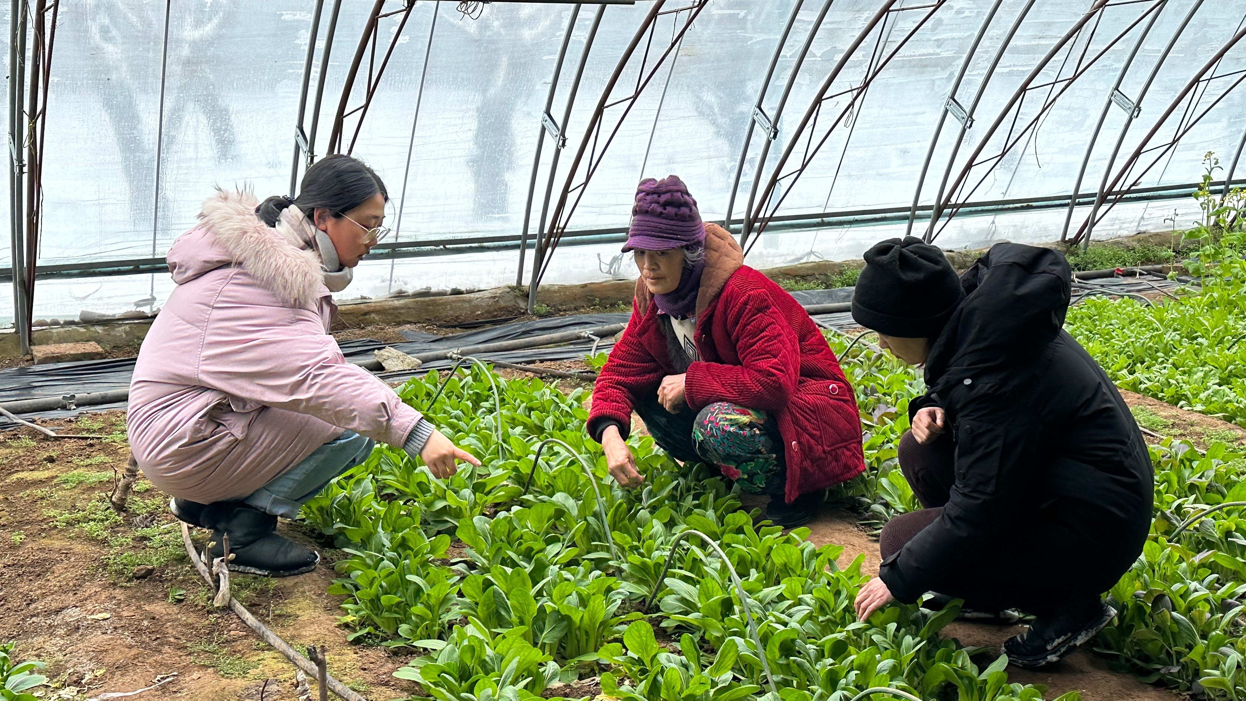 北京昌平｜雪后，他们第一时间钻进农户大棚……