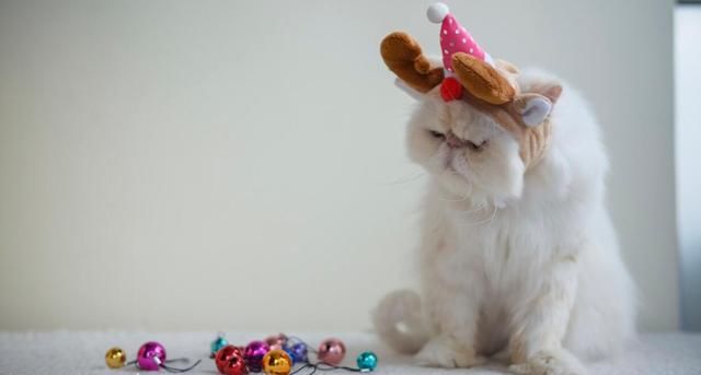 为什么铲屎官都说:狗狗要比猫容易养?到底是养