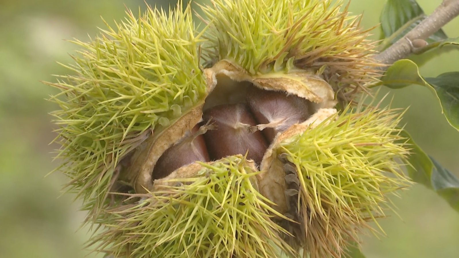 每个栗子28元!怀柔区最老栗子树秋季采摘权一锤定音! 每个栗子28元!怀柔区最老栗子树秋季采摘权一锤定音!