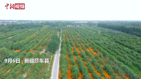 新疆喀什九十万亩巴旦木丰收 全产业融合发展