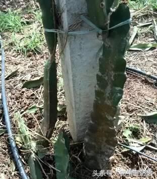 火龙果茎腐病:从发病原因到综合管理方案