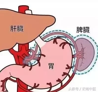 送您5个调理方清脾毒!