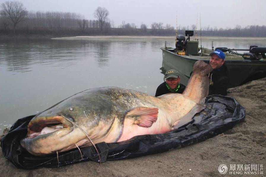 男子钓260斤大鱼 花45分钟拖其上岸